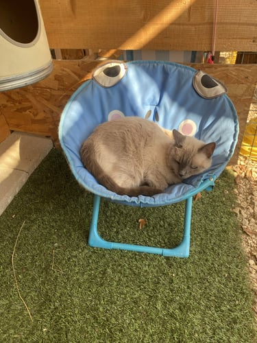 chat dans son fauteuil à la pension Un Rêve de Chat dans le Tarn