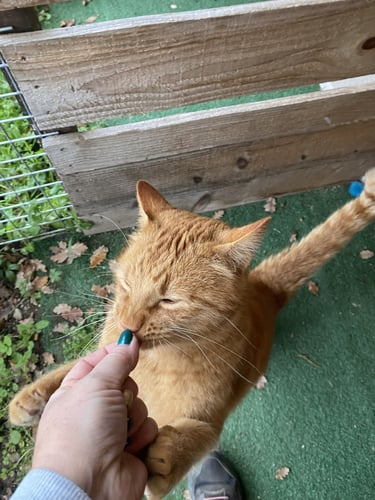 Chat en train de manger une croquette dans la main à la pension Un Rêve de Chat