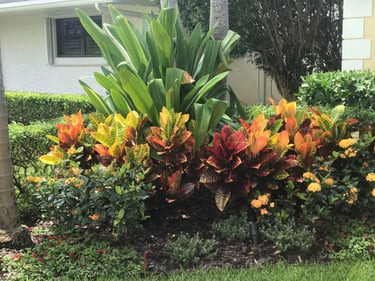 Vibrant garden landscape featuring colorful croton plants and lush tropical greenery.