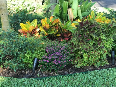 Vibrant garden landscape featuring colorful croton plants, purple mexican heather, and coleus with landscape lighting.