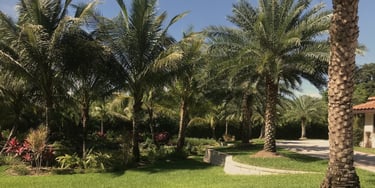 Lush tropical landscaping with green palm trees and a manicured lawn under a clear blue sky.
