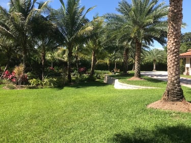 Tropical backyard landscape featuring a lush green lawn, palm trees, and professional garden masonry.