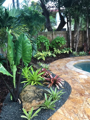 Tropical backyard landscaping featuring bromeliads and elephant ears next to a stone pool deck.