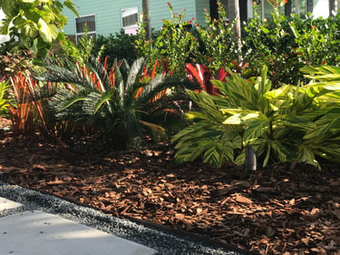 Tropical garden landscaping with sago palm and variegated ginger in mulch beds.