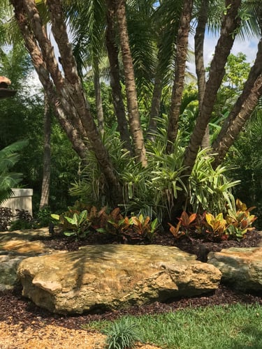 Tropical garden landscape featuring palm trees, bromeliads, and colorful croton plants behind large natural rocks.