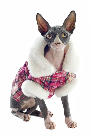 Mascota gatito esfinge usando un abrigo de invierno personalizado