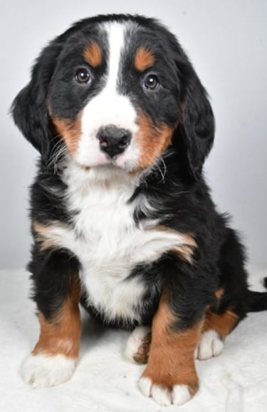 Bernese Mountain