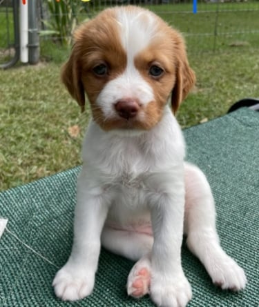 Brittany Spaniel