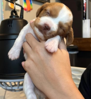 Brittany Spaniel