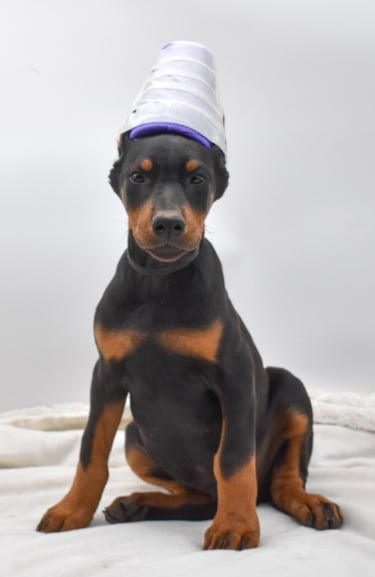 DOBERMAN PINSCHER