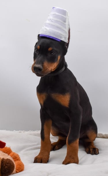 DOBERMAN PINSCHER