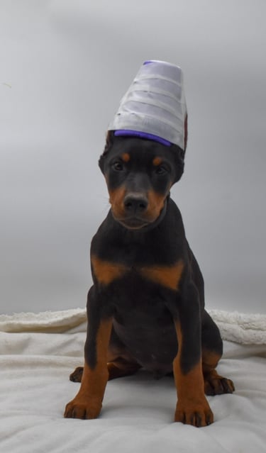 DOBERMAN PINSCHER