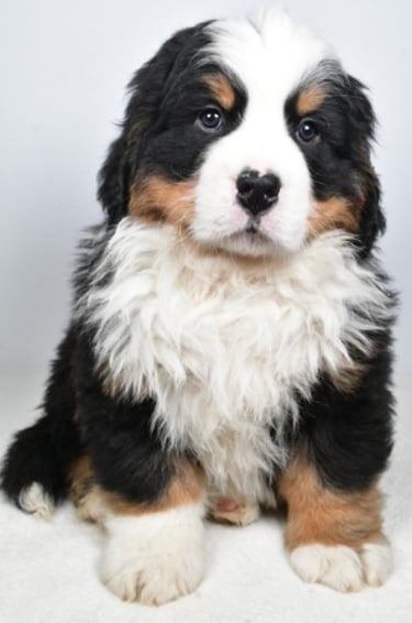 Bernese Mountain