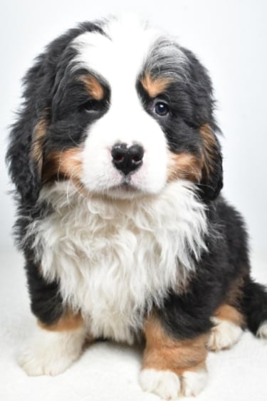 Bernese Mountain