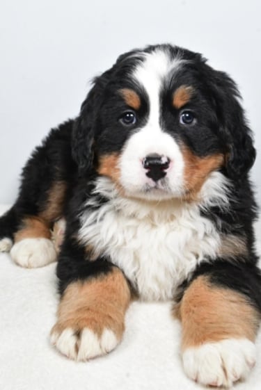 Bernese Mountain