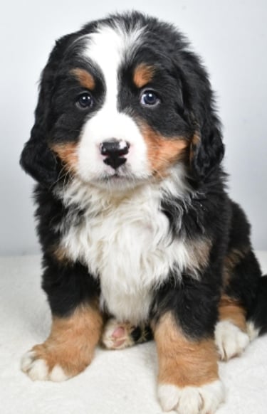 Bernese Mountain