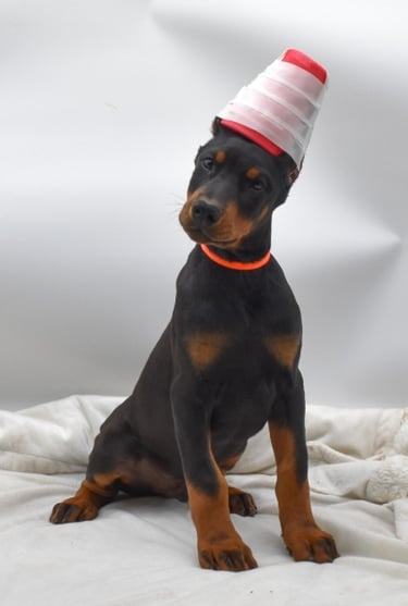 DOBERMAN PINSCHER