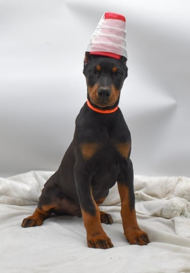 DOBERMAN PINSCHER