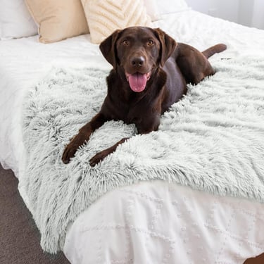 Best Friends by Sheri Calming Shag Dog Blanket, Frost Gray