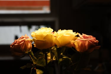 Roses in focused light, Budapest, Hungary. The only photo where the surroundings are somewhat visible.