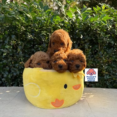 Four adorable brown toy poodle puppies sitting in a yellow chick plush bed outdoors.