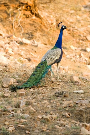 Desert lake sunrise view with wild peacock sighting in rural Rajasthan village safari