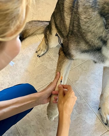 analísis veterinaria a domicilio