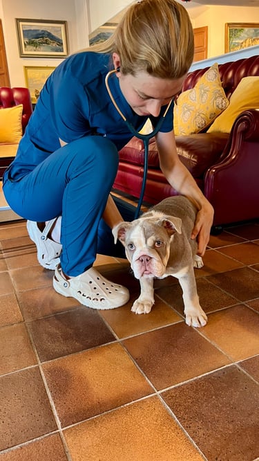 veterinaria a domicilio de perros y gatos en Mataró