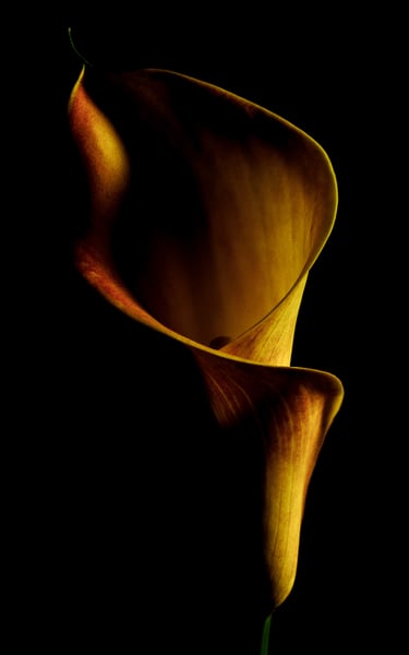 Calla Lily