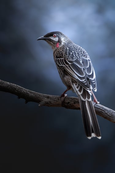 Red Wattlebird