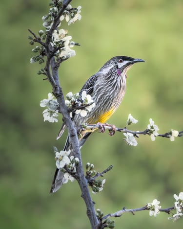 Red Wattlebird