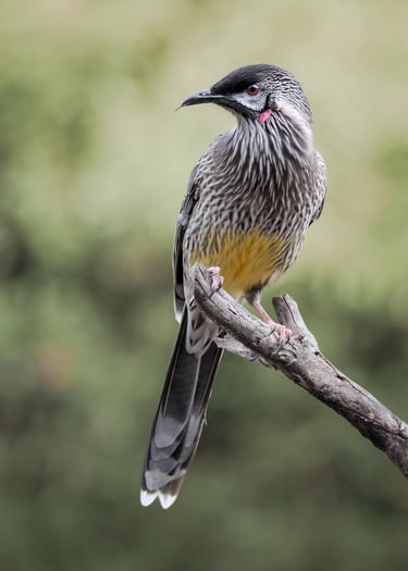 Red Wattlebird