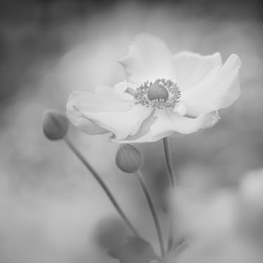 Japanese Wind Flower