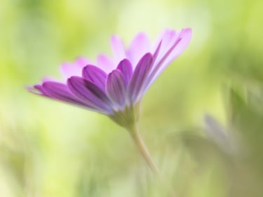 African Daisy