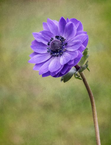 Anemone