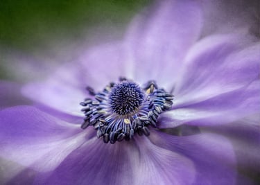 Mauve Anemone Closeup