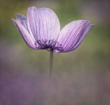 Mauve Anemone