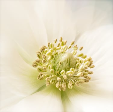 White Anemone Closeup