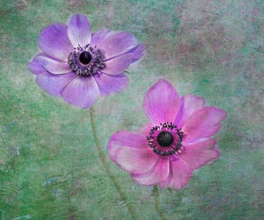 Anemones
