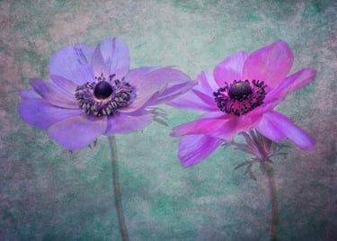Anemones