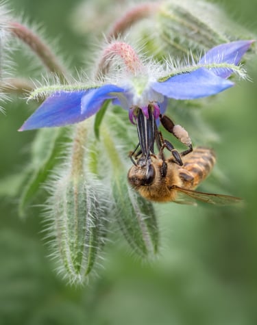 Bee on Borage