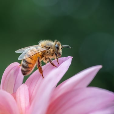 Bee on Dahlia