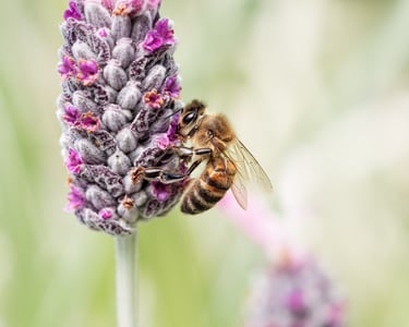 Bee on Lavender