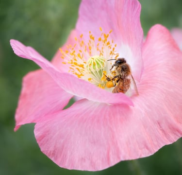 Bee on Poppy