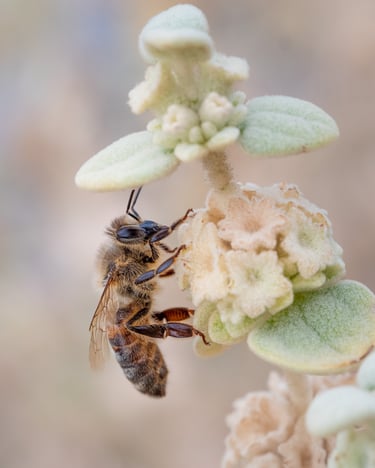 Bee on Sage