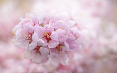 Pink Blossoms