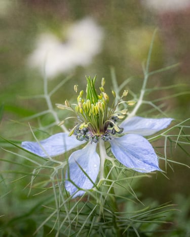 Blue Nigella