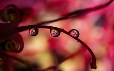 Bottlebrush, Water Droplets Refraction