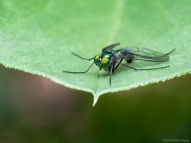 Long Legged Fly