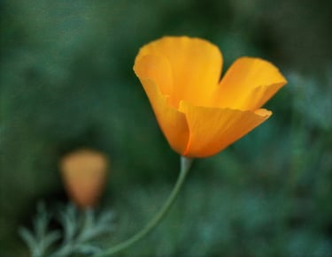Californian Poppy